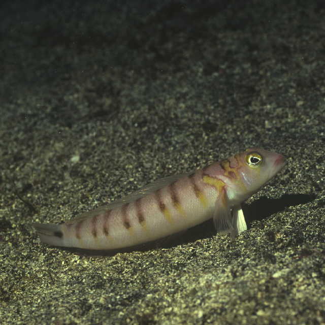 Parapercis multifasciata